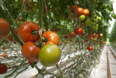 Tomato Academy i Brightina