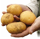 Perfekcyjna ochrona przed zarazą ziemniaka - kontrola