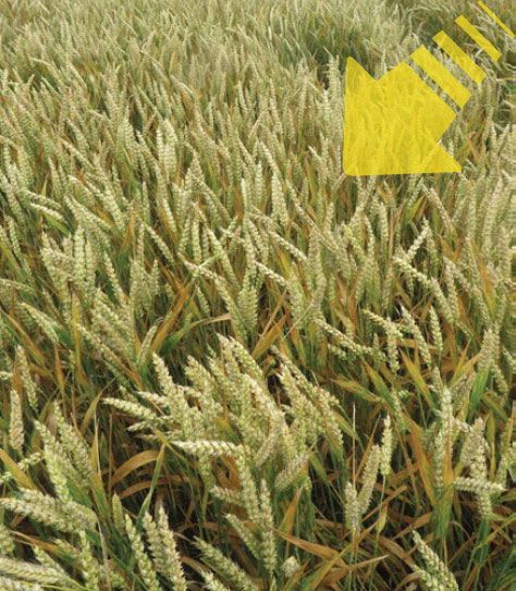 Regulator wzrostu Moddus Flexi - zapobiega wyleganiu zbóż