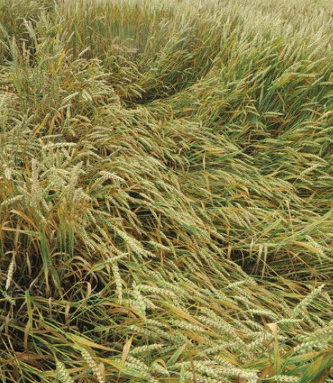 Regulator wzrostu Moddus Flexi - zapobiega wyleganiu zbóż - kontrola