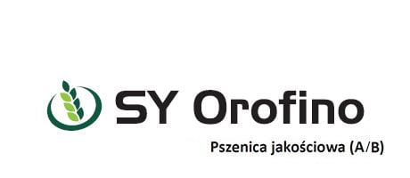 Pszenica ozima, jakościowa (A/B) - SY Orofino