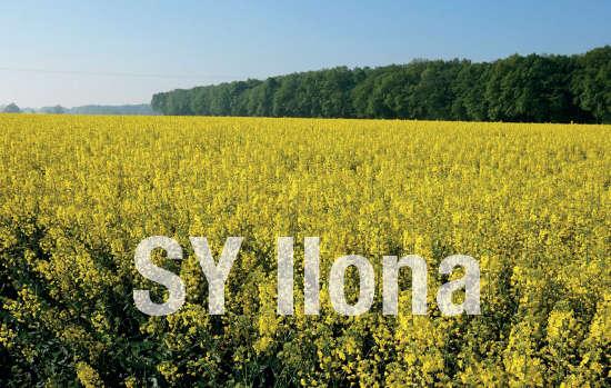 Rzepak SY Ilona odmiana populacyjna - ile ona ma zalet