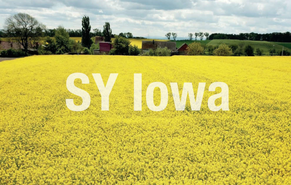 Rzepak SY Iowa odmiana mieszańcowa - duże i wierne plony