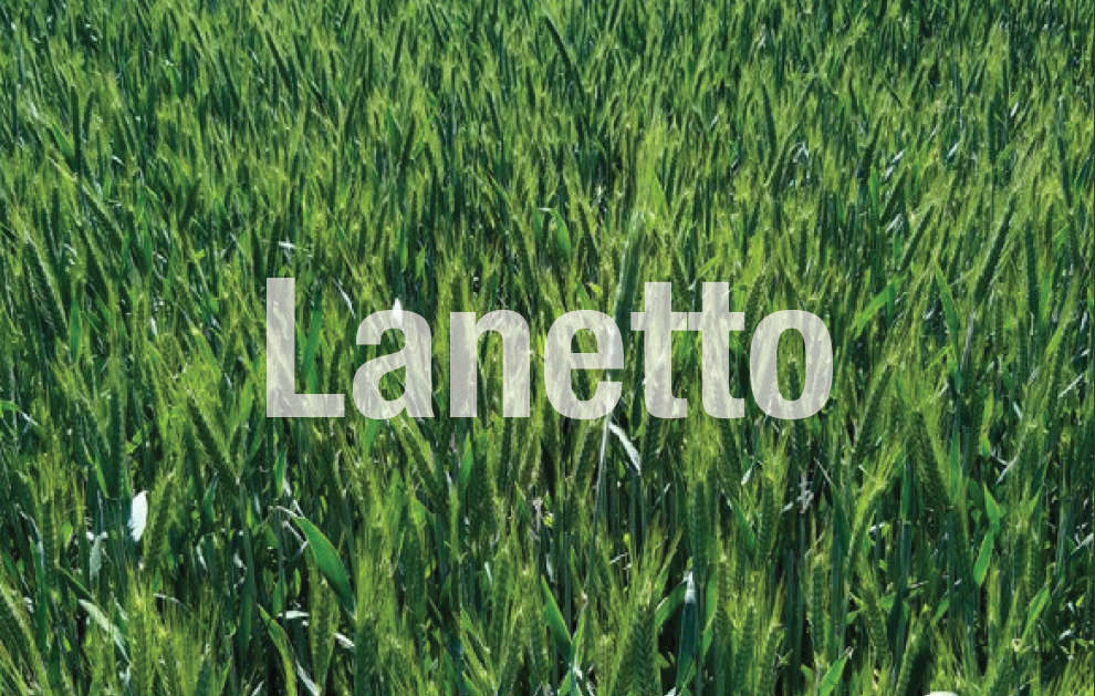 Pszenżyto Lanetto - LP