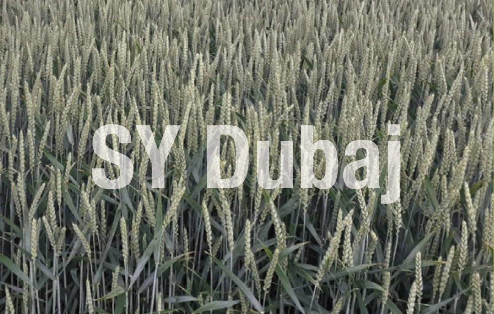 Pszenica ozima SY Dubaj - LP