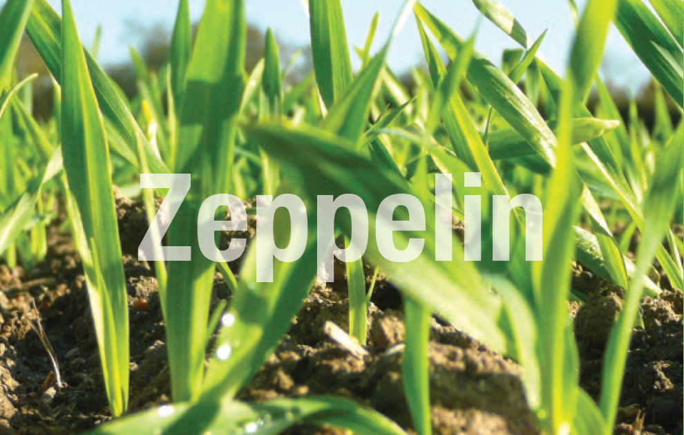 Pszenica ozima Zeppelin - LP