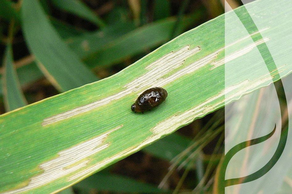 Wiosenny zabieg insektycydowy – jak radzić sobie ze szkodnikami w zbożach