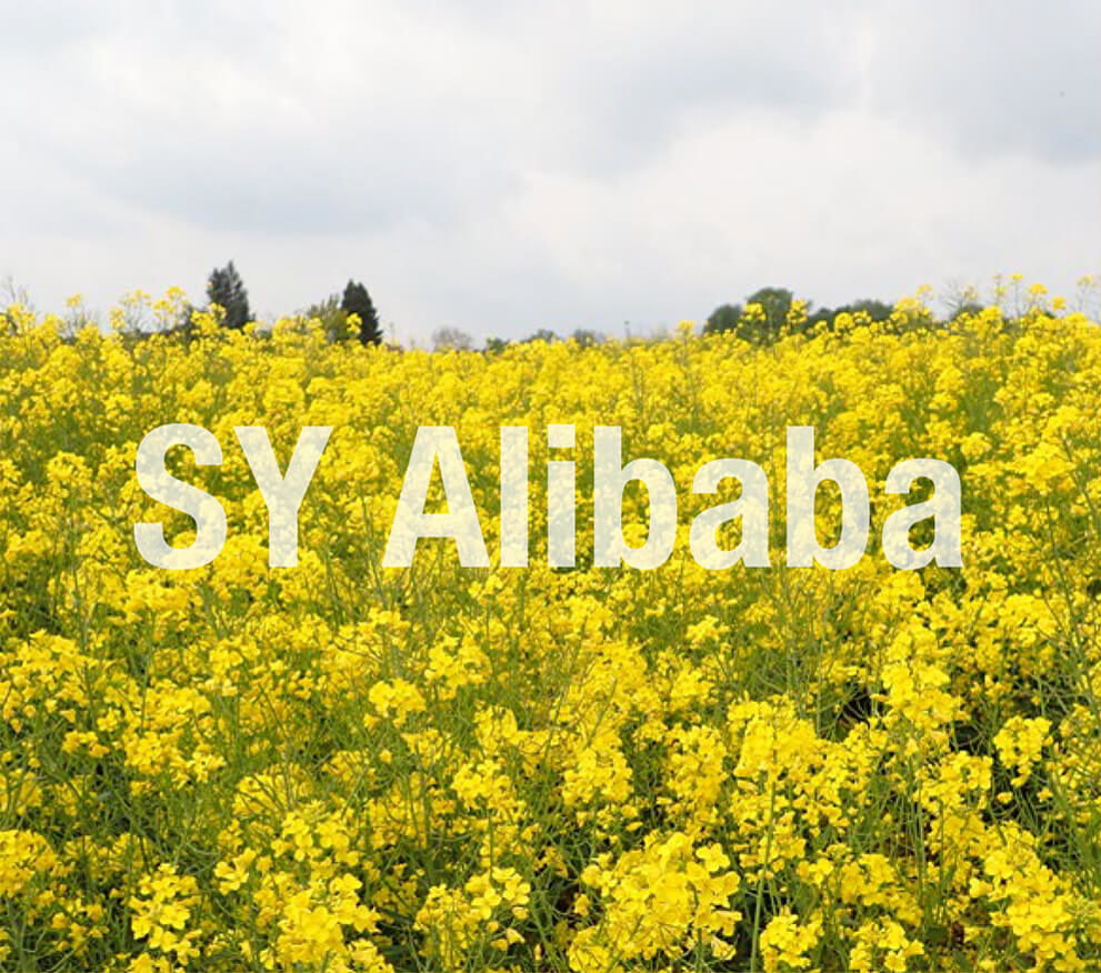 SY Alibaba