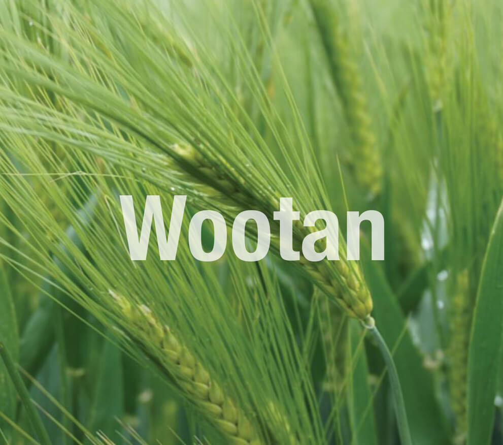 Wootan
