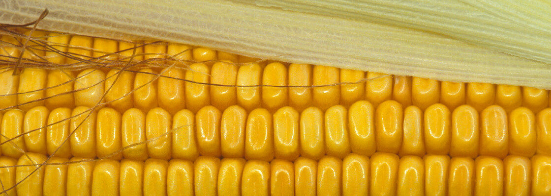 Odmiany kukurydzy na kiszonkę
