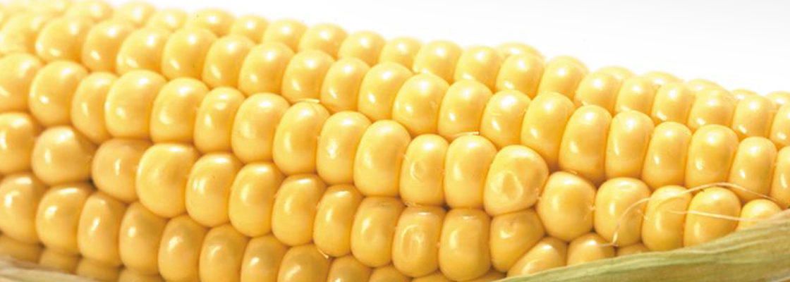 Odmiany kukurydzy na ziarno