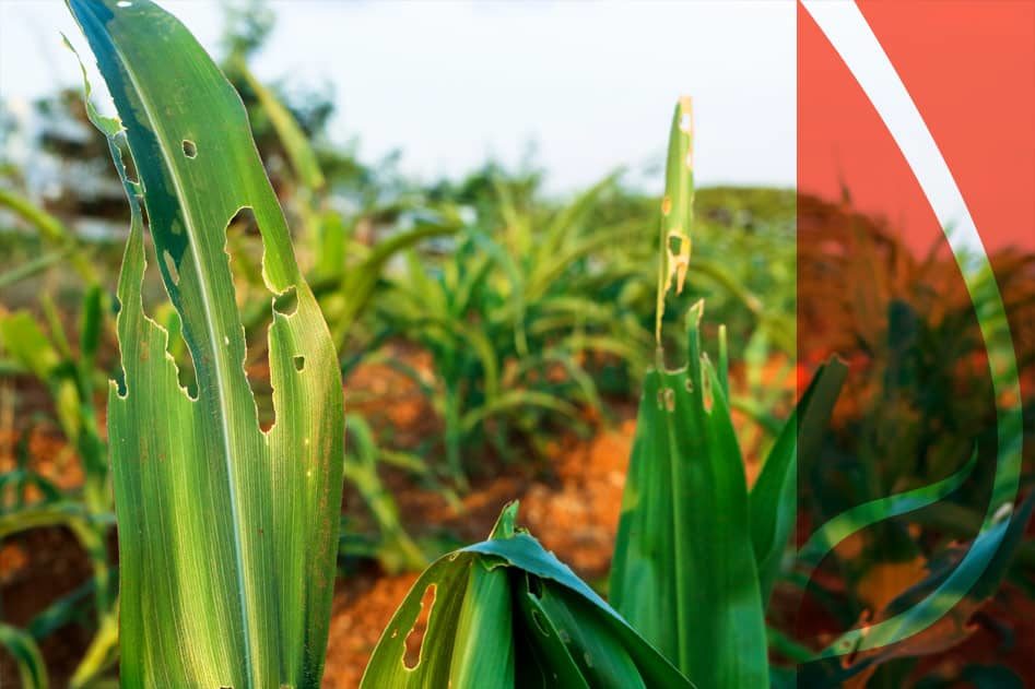 Jak zabezpieczyć kukurydzę przed omacnicą oraz chorobami grzybowymi?