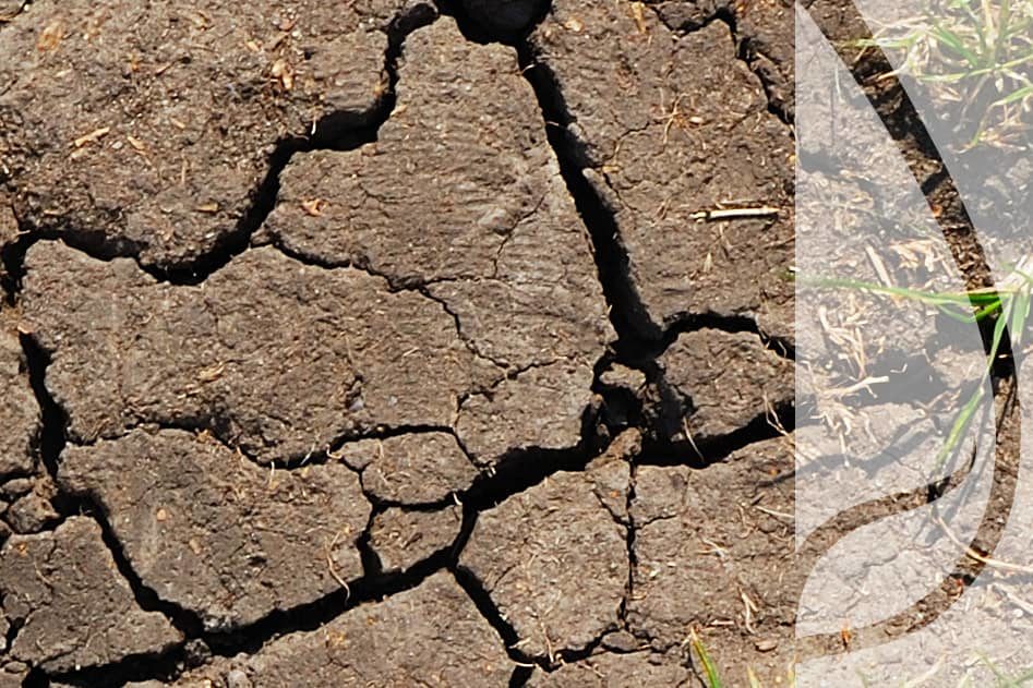 Niedobór wody a zboże jare – jak przygotować glebę