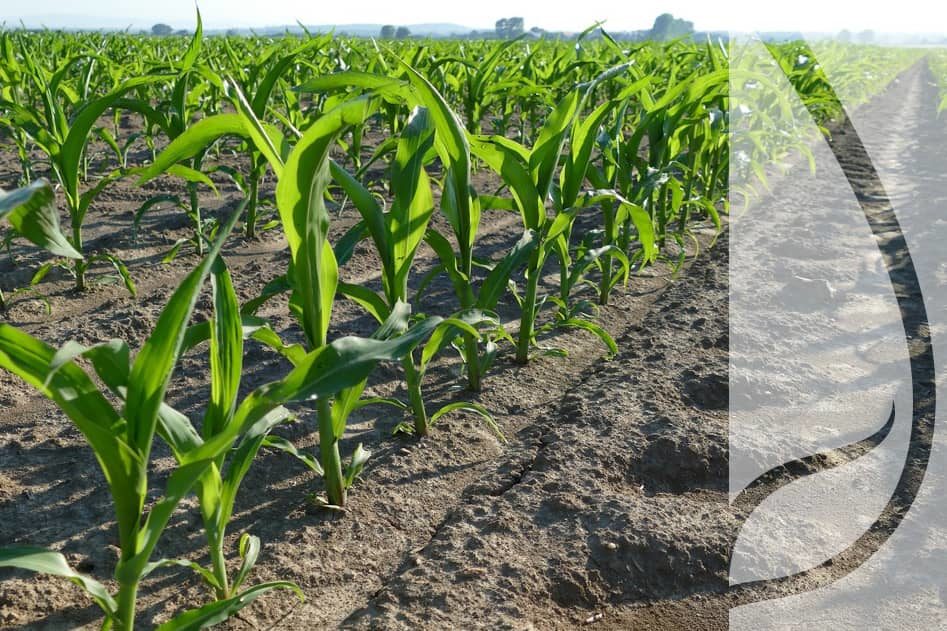 Ochrona kukurydzy – o czym pamiętać
