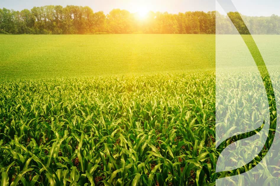 Oprysk na kukurydzę – kiedy wykonać zabieg na chwasty i jaki preparat wybrać