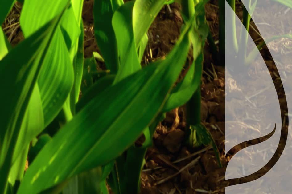 Agrotechniczne zabiegi zabezpieczające kukurydzę przed suszą