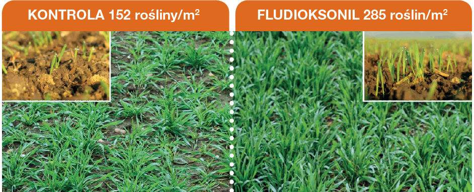 Zaprawa nasienna Maxim 025 FS - kontrola i fludioksonil