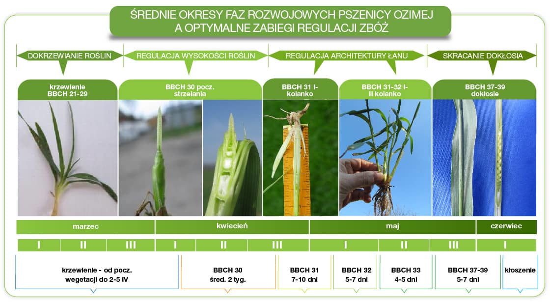Średnie okresy faz rozwojowych pszenicy ozimej