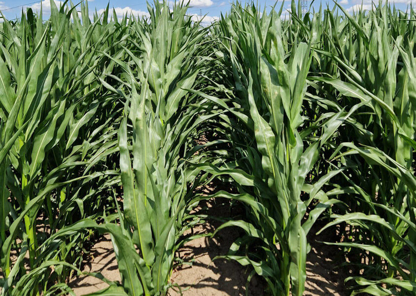 Kukurydza na ziarno SY Helenor - FAO 250-260