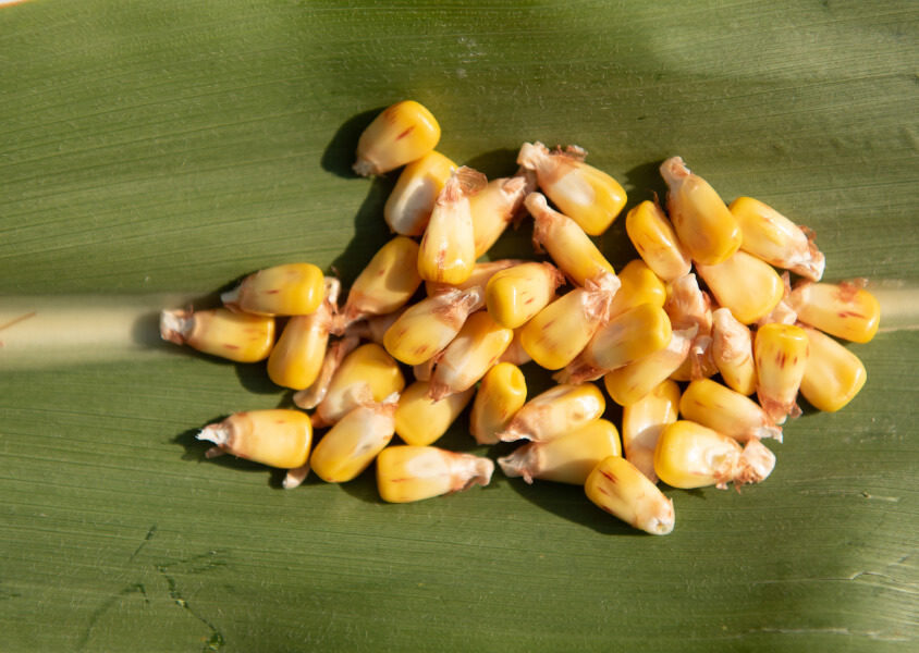 Kukurydza od Syngenta - SY Boost - FAO 250