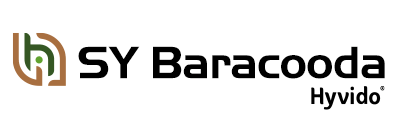 Jęczmień hybrydowy Hyvido SY Baracooda
