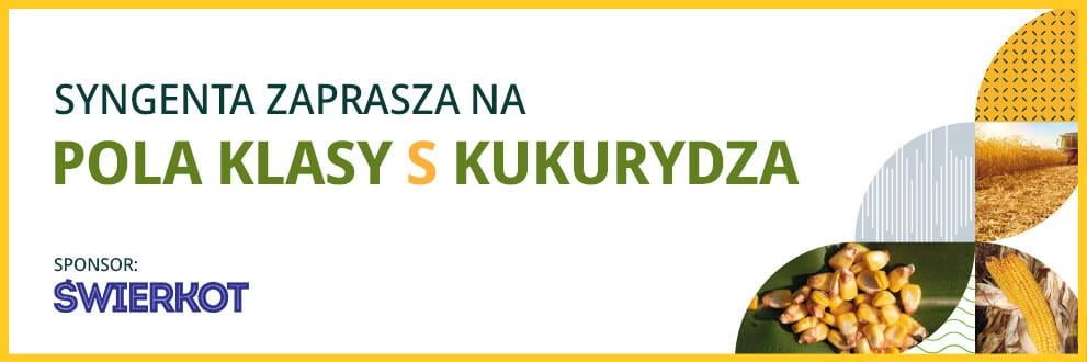 Pola Klasy S Kukurydza 2025 - Wilczy Ług