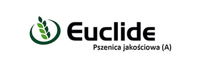 Pszenica jakościowa Euclide