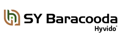 Jęczmień hybrydowy Hyvido SY Baracooda