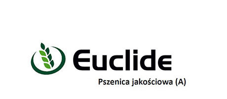 Pszenica jakościowa Euclide