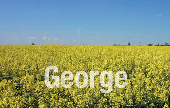 Rzepak George odmiana mieszańcowa - z nim nigdy nie jest za późno na piękne zbiory