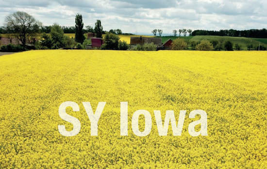 Rzepak SY Iowa odmiana mieszańcowa - duże i wierne plony