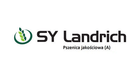 Pszenica jakościowa (A) SY Landrich