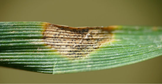 Septorioza paskowana liści - Zdjęcie 3