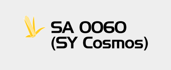 Kukurydza - SA 0060 (SY Cosmos)