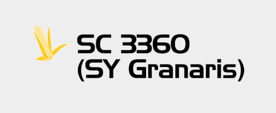 Kukurydza - SC 3360 (SY Granaris)