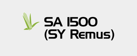Kukurydza - SA 1500 (SY Remus)