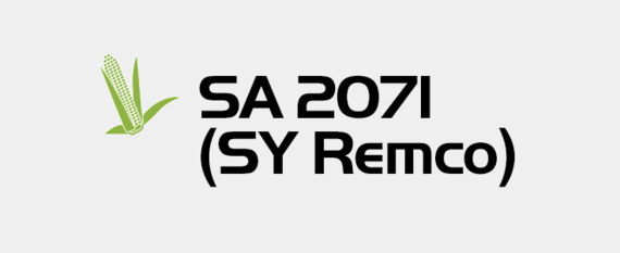 Kukurydza - SA 2071 (SY Remco)