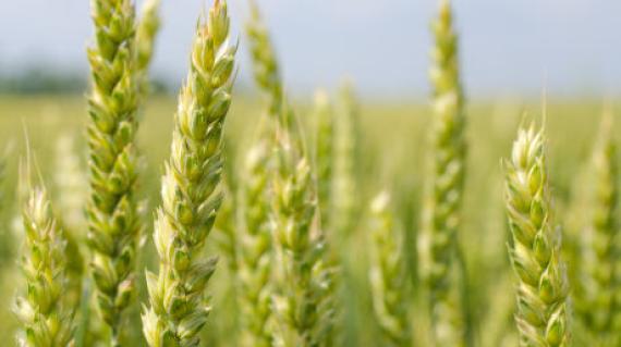 Przedstawiciele regionalni – produkty biologiczne
