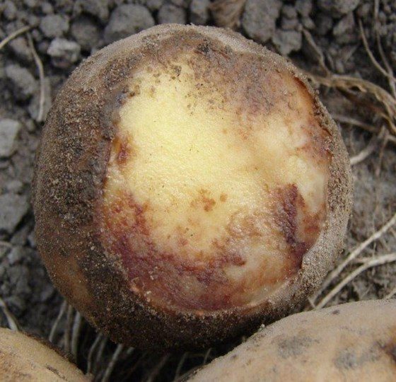 Zaraza ziemniaczana zimuje w postaci grzybni w bulwach samosiewów