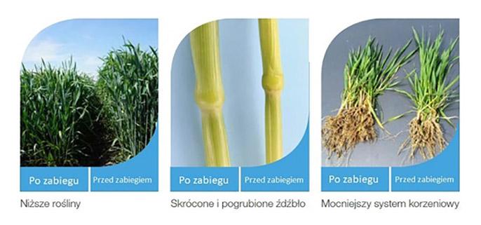 Efekty zastosowania regulatorów wzrostu