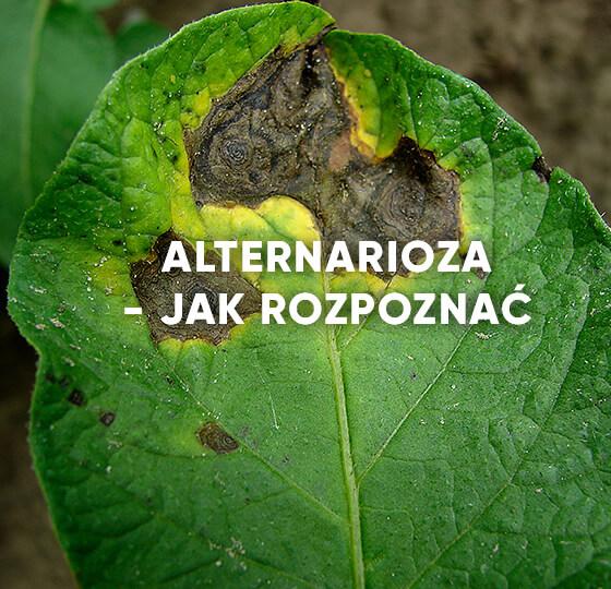 Jak rozpoznać alternariozę ziemniaka