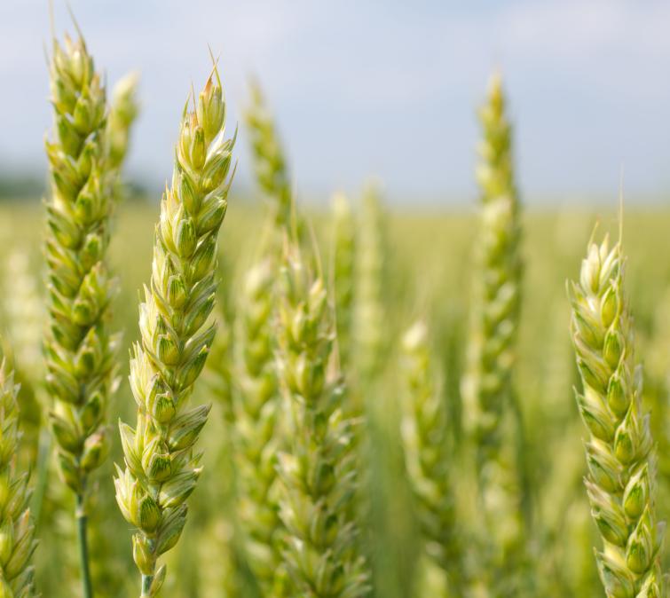 Przedstawiciele regionalni – produkty biologiczne