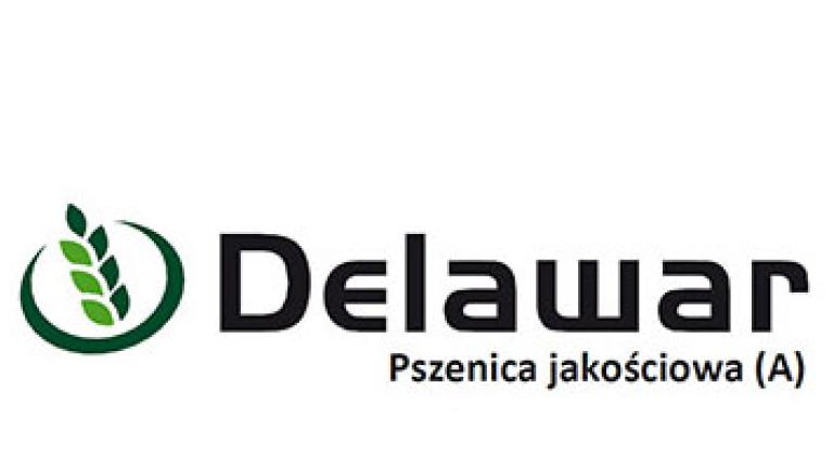 Pszenica jakościowa Delawar