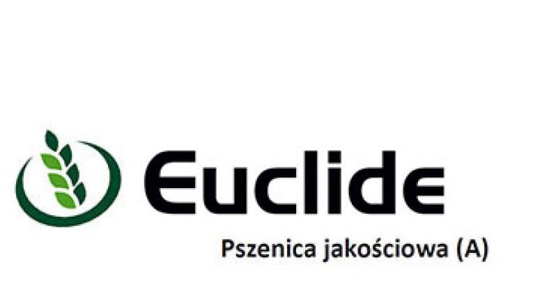 Pszenica jakościowa Euclide