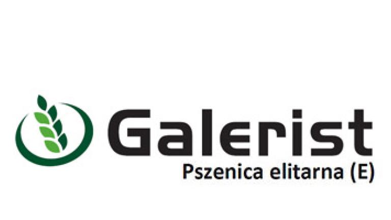 Pszenica elitarna Galerist