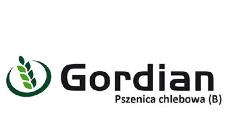Pszenica chlebowa Gordian