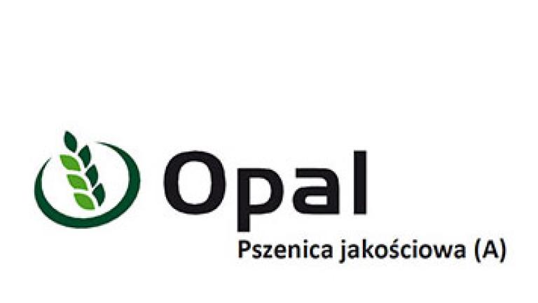 Pszenica jakościowa Opal