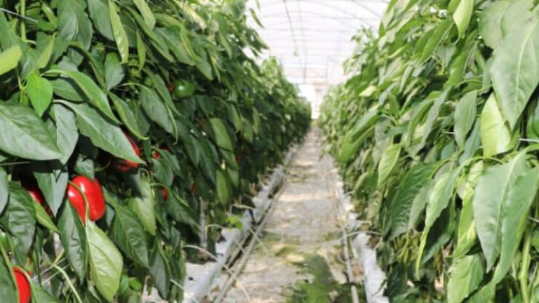 Tunelowa uprawa papryki – niezawodne odmiany od Syngenta