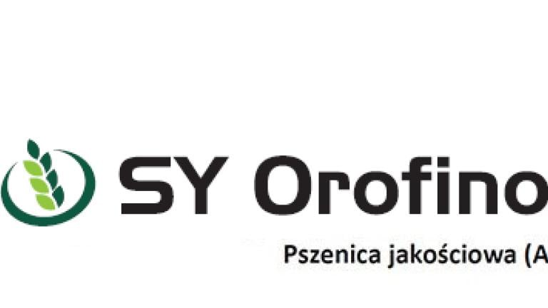 Pszenica ozima, jakościowa (A/B) - SY Orofino
