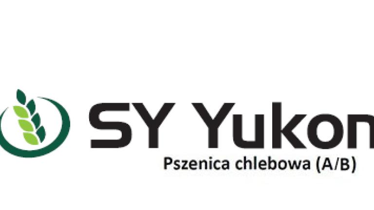 Pszenica ozima, chlebowa (A/B) - SY Yukon
